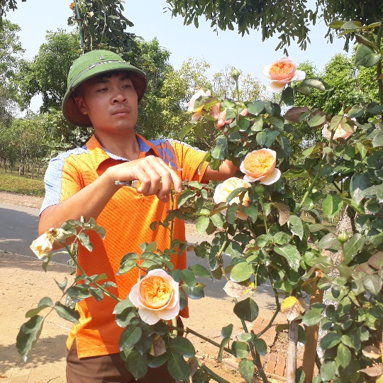 Anh Khương thường xuyên cắt tỉa cành già, lá úa để cây hồng phát triển tốt hơn.