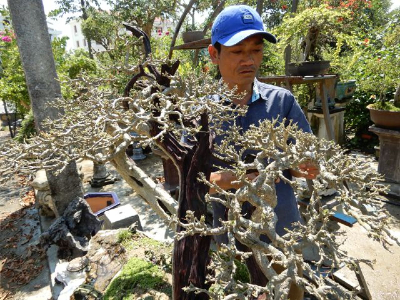 Vườn cây cảnh của anh Thuấn có nhiều cây bonsai dáng đẹp nhờ bàn tay uốn nắn của anh