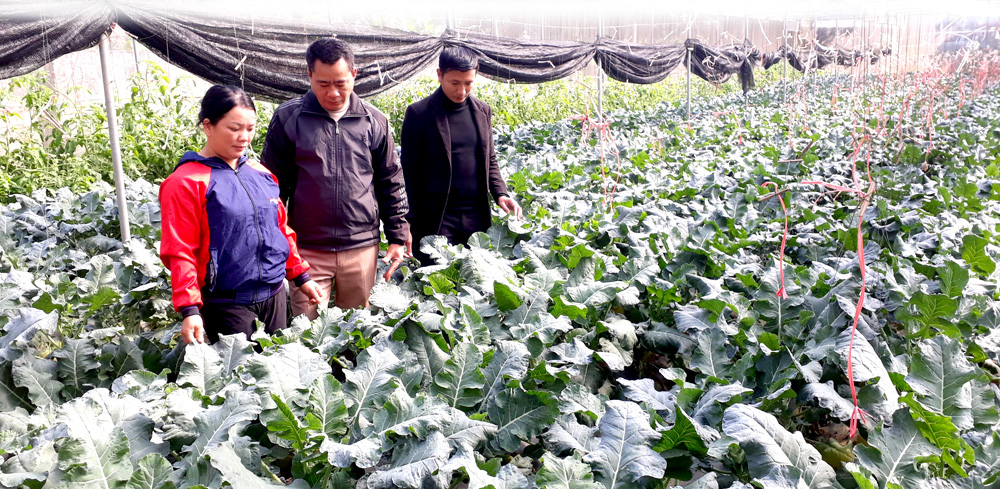 Các loại rau vụ đông của hai kỹ sư Vũ Văn Sơn và Nông Quốc Doanh trồng trong nhà màng.