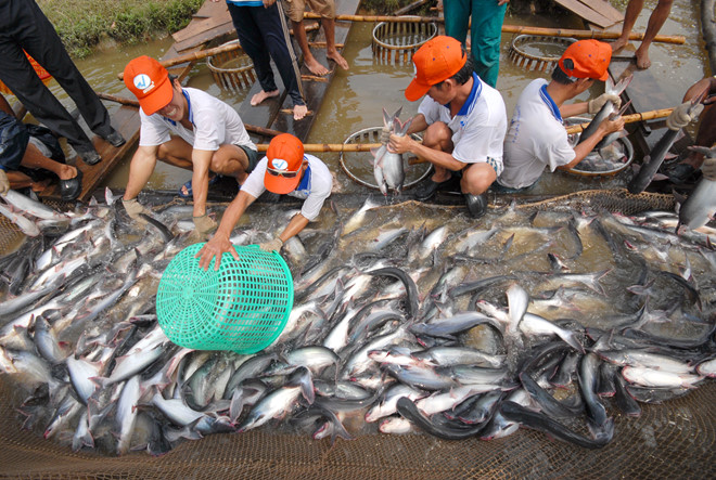 Dù giá giảm sâu nhưng cá đến lứa thì người nuôi phải thu hoạch, bởi neo lại sẽ tốn nhiều chi phí thức ăn và lỗ nặng /// CÔNG HÂN