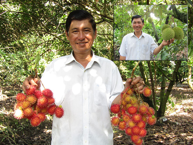 Ông Phan Ngọc Thành trong vườn chôm chôm và vườn sầu riêng bạc tỉ (ảnh nhỏ) /// Ảnh: Trương Thanh Liêm