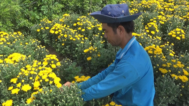 Nông dân Sa Đéc “thắng lớn” vụ hoa cúc dịp lễ Vu lan 2019 /// ẢNH: TRẦN NGỌC