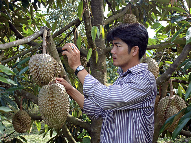 Sầu riêng ở Khánh Sơn /// Ảnh: Nguyễn Chung