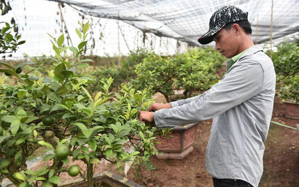 Trồng chanh tứ qu&#253;, c&#243; n&#244;ng d&#226;n l&#227;i 5 tỷ đồng mỗi năm