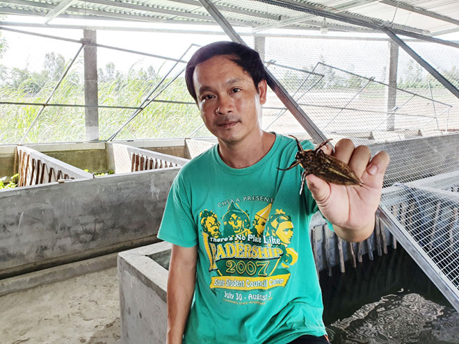 Anh Lăng với con cà cuống chuẩn bị xuất bán làm giống /// Duy Tân