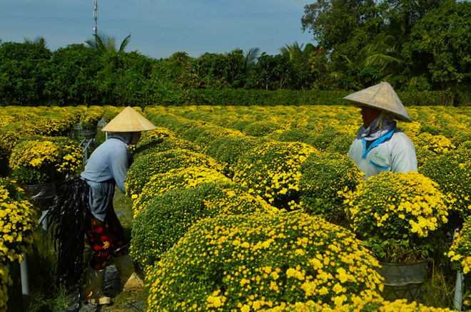 Nông dân phấn khởi vì cúc mâm xôi bán được giá /// Trần Ngọc