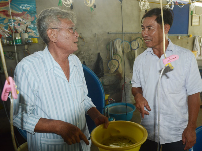 Ông Trần Tấn Lộc kiểm tra chất lượng nguồn cá giống bống tượng trước khi cung ứng cho khách hàng /// Bách Hỷ