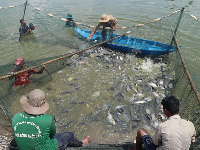 Thu hoạch cá rô phi trong các ao nuôi của ông Vân