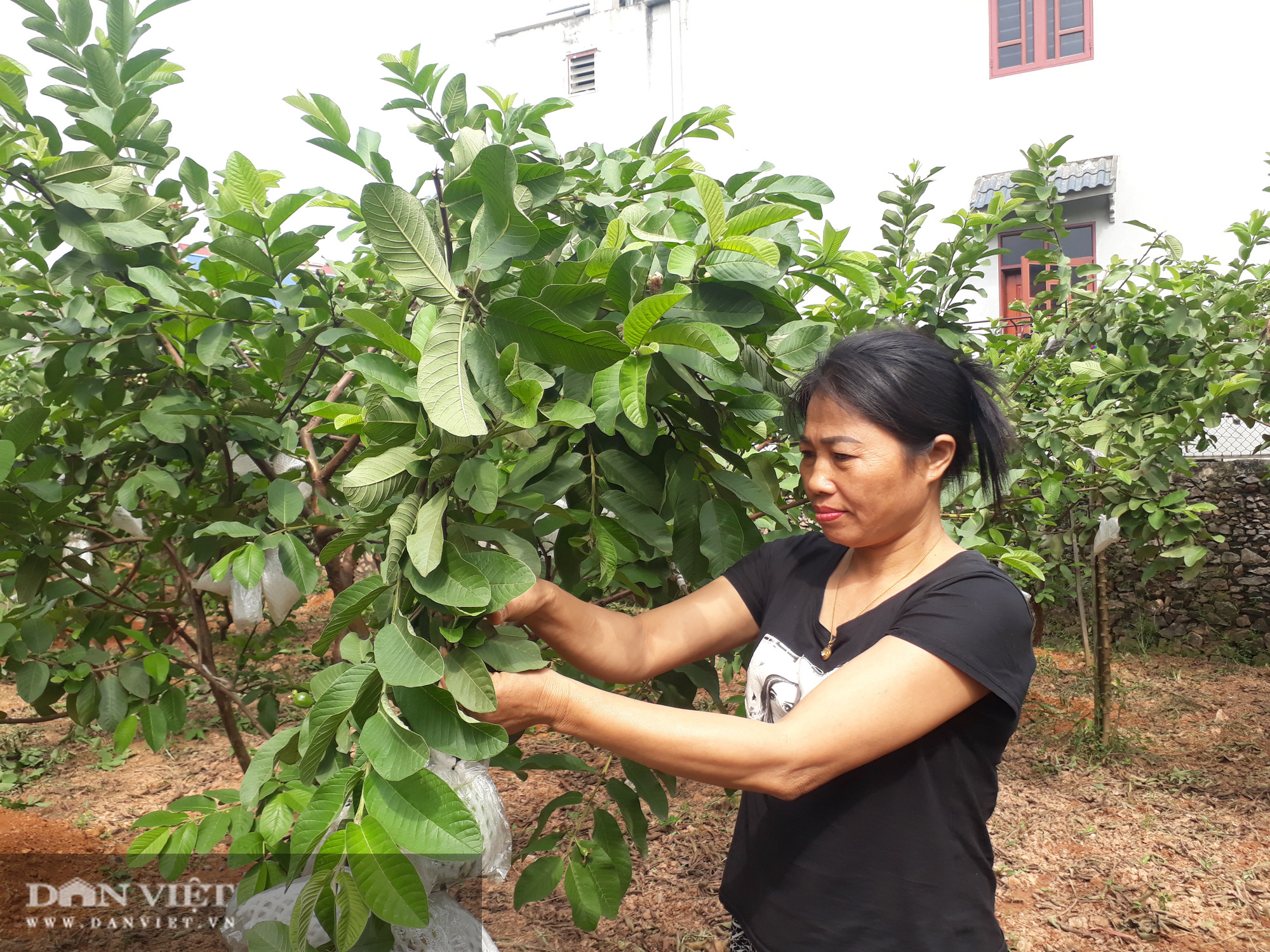 Trồng cây ra quả ngọt quanh năm, vợ chồng anh nông dân Thái Nguyên thu hàng trăm triệu đồng mỗi năm - Ảnh 5.