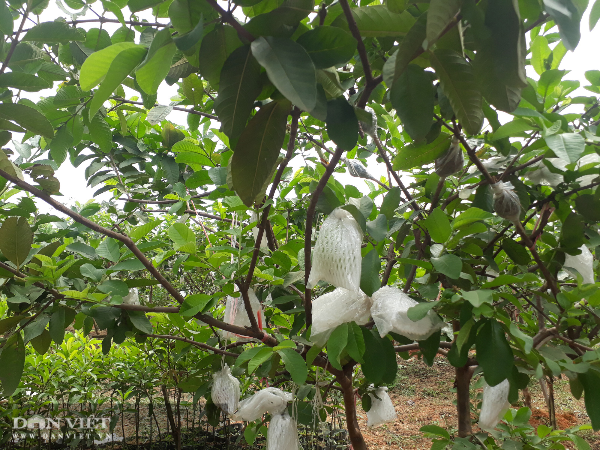 Trồng cây ra quả ngọt quanh năm, vợ chồng anh nông dân Thái Nguyên thu hàng trăm triệu đồng mỗi năm - Ảnh 3.