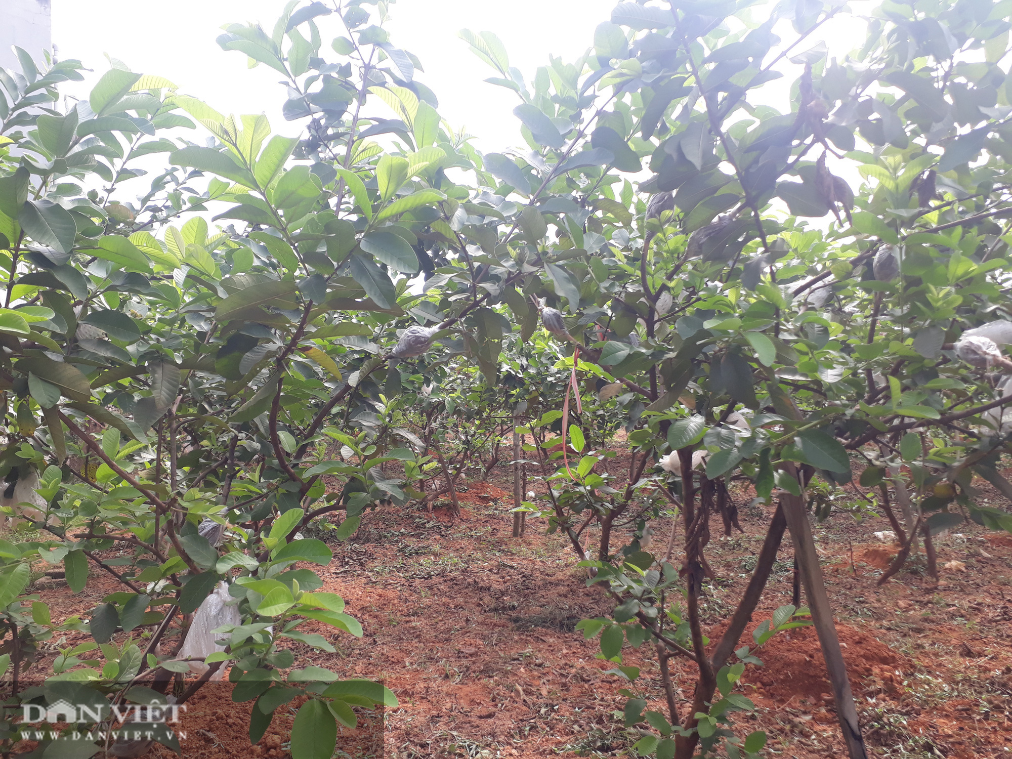 Trồng cây ra quả ngọt quanh năm, vợ chồng anh nông dân Thái Nguyên thu hàng trăm triệu đồng mỗi năm - Ảnh 1.