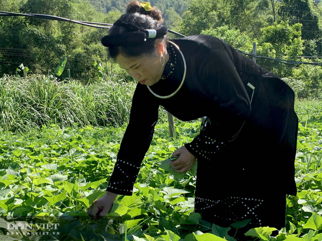 &quot;Bóng hồng&quot; quyền lực nông dân Việt Nam xuất sắc 2020: Những cái tên vàng trong làng nuôi trồng cây con đặc sản - Ảnh 1.