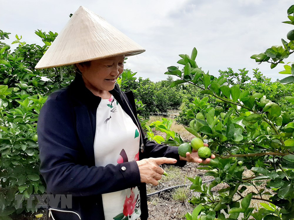 Long An: Đây là nông dân đầu tiên trồng chanh không hạt ở Việt Nam mà nên danh tỷ phú - Ảnh 4.