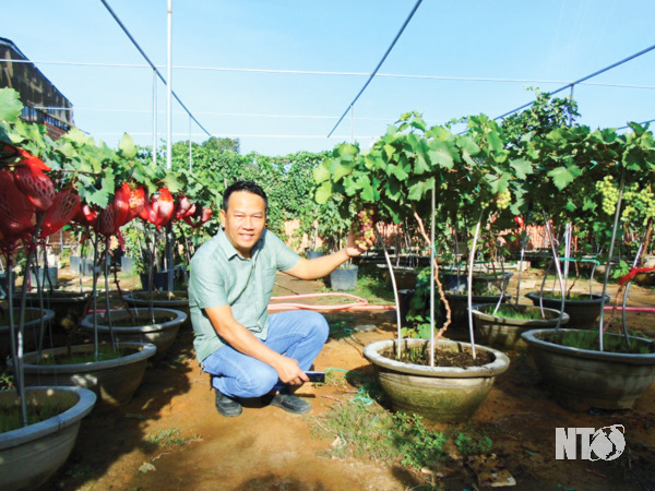 Ninh Thuận: Lạ, trồng nho cây thấp tè đã ra trái quá trời, ông nông dân này làm ra không đủ bán - Ảnh 3.