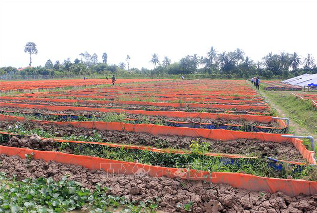 Bỏ chức Giám đốc, về quê nuôi lươn giống lãi tiền tỷ mỗi năm - Ảnh 2. Bỏ chức Giám đốc, về quê nuôi lươn giống lãi tiền tỷ mỗi năm - Ảnh 2.