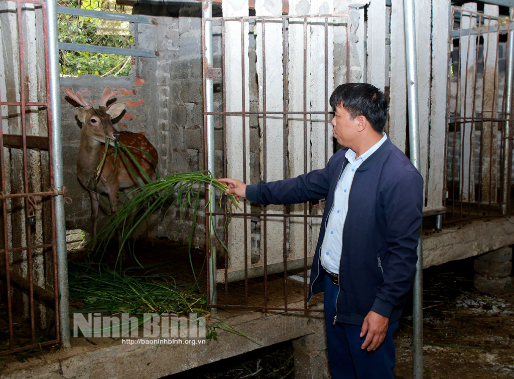 Ninh Bình: &quot;Con đại bổ&quot; là con gì mà nông dân Cúc Phương nuôi tới mùa này khách thập phương về hưởng lộc? - Ảnh 1.