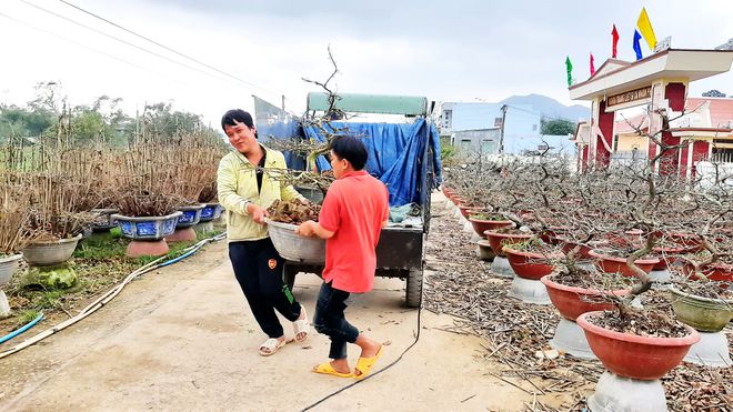 Mai tết mang lại nguồn thu 80 tỉ đồng cho nông dân TX.An Nhơn /// ẢNH: MINH LÊ