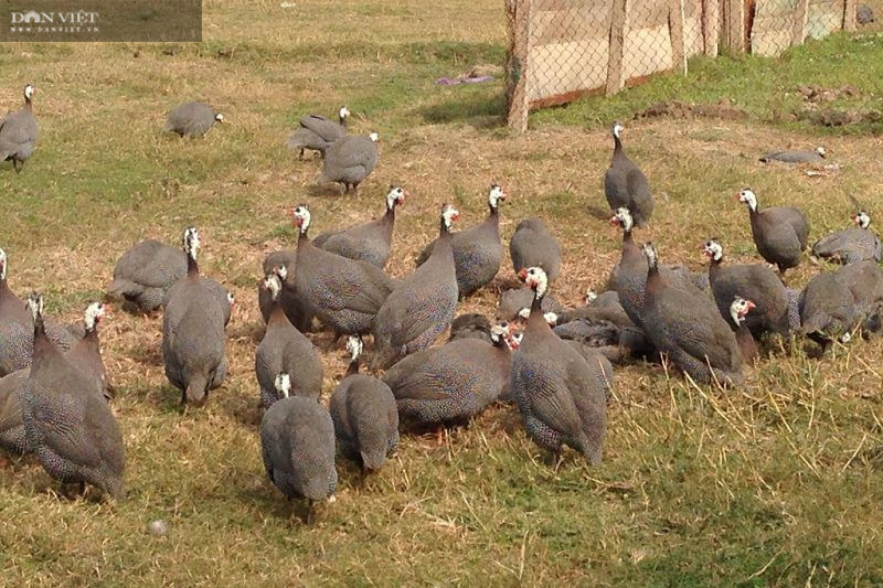 Lai Châu: Nuôi 500 con, nhìn xa tưởng là chim, lại gần hóa ra gà, anh nông dân thu vài trăm triệu mỗi năm - Ảnh 5.