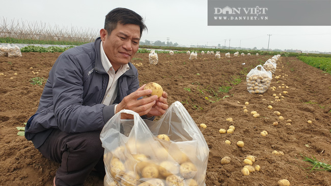Thanh Hóa: Khoai tây được mùa được giá, nông dân vui mừng vì thắng lớn - Ảnh 11.