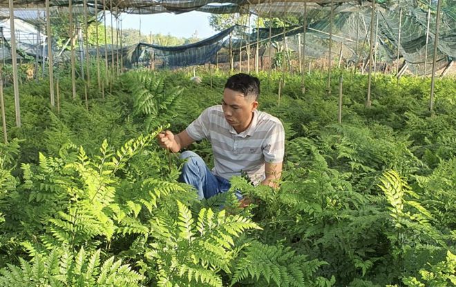 Anh Nguyễn Tiến Dũng, người khởi nghiệp trồng dương xỉ Pháp. /// Ảnh: Thanh Quân