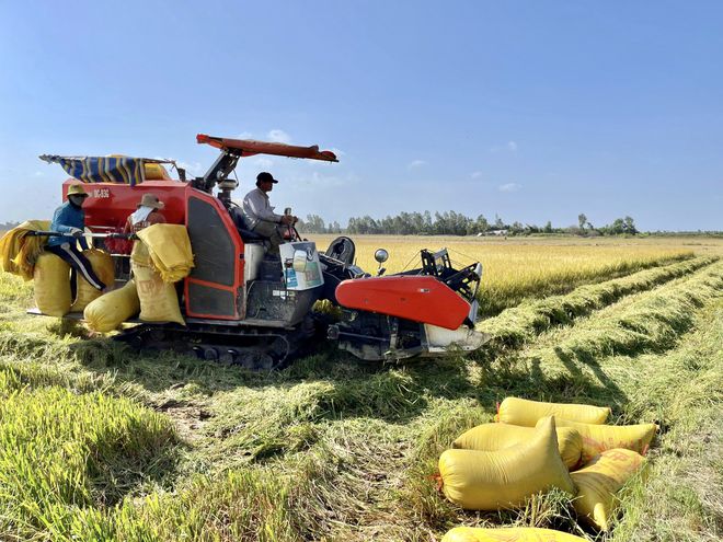Nhờ chuyển dịch lịch thời vụ sớm hơn trước đây để “né” mặn nên 3 năm qua lúa đông xuân của nông dân Sóc Trăng đều ít bị thiệt hại /// Ảnh: Đình Tuyển