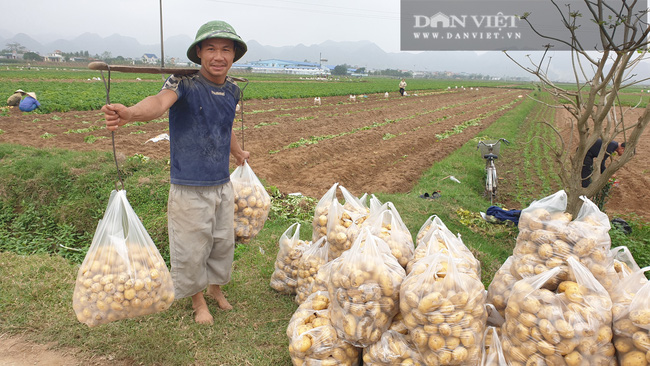 Thanh Hóa: Khoai tây được mùa được giá, nông dân vui mừng vì thắng lớn - Ảnh 7.