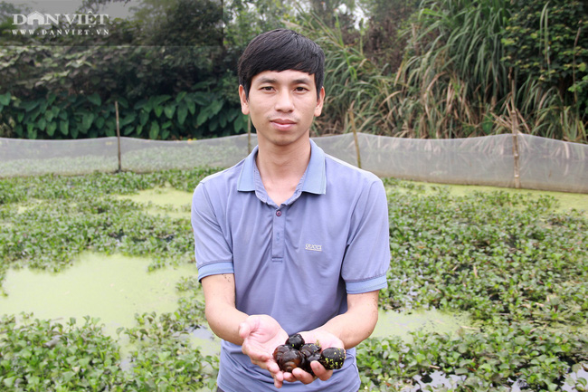 Hà Tĩnh: “Nuôi con 4 tháng không cần ăn vẫn sống”, bỏ túi nửa tỷ đồng mỗi năm - Ảnh 1. Hà Tĩnh: “Nuôi con 4 tháng không cần ăn vẫn sống”, bỏ túi nửa tỷ đồng mỗi năm - Ảnh 1.
