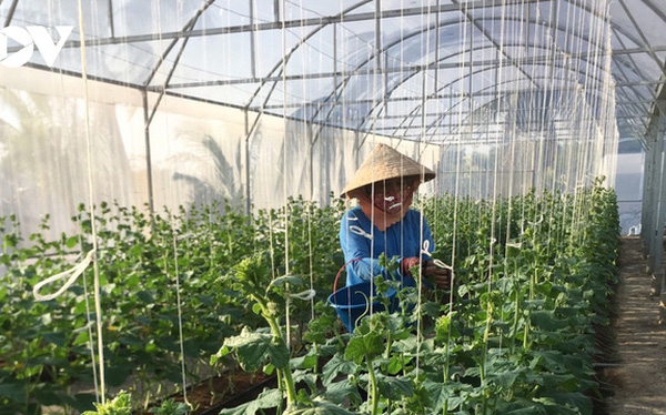 Thanh niên 9X thu tiền tỷ từ mô hình nông nghiệp sạch