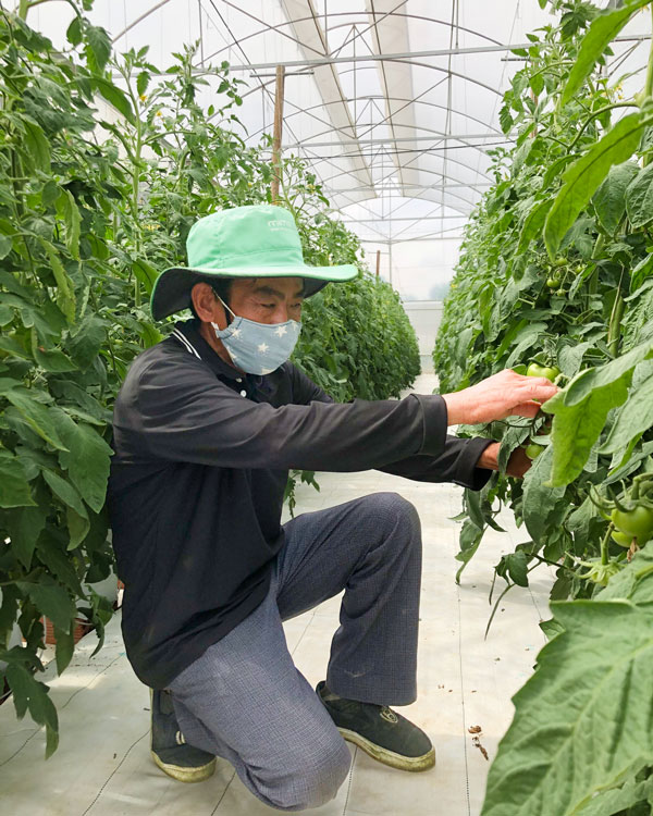Lâm Đồng: Ông nông dân &quot;liều&quot; trồng thứ cà cà chua nghe tên là &quot;muốn chạy&quot;, ai ngờ lại thu tiền tỷ - Ảnh 1.