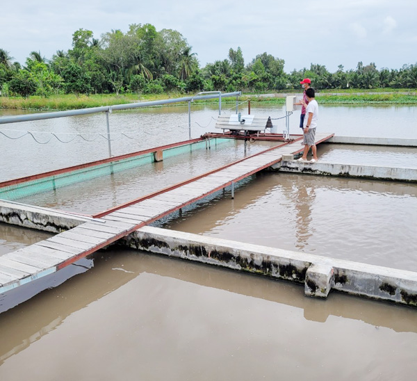 Sóc Trăng: &quot;Liều&quot; bỏ tiền tỷ &quot;đào sông trong ruộng&quot; nuôi cá đặc sản, bất ngờ bắt 60 tấn, ai đến xem cũng trầm trồ - Ảnh 1.