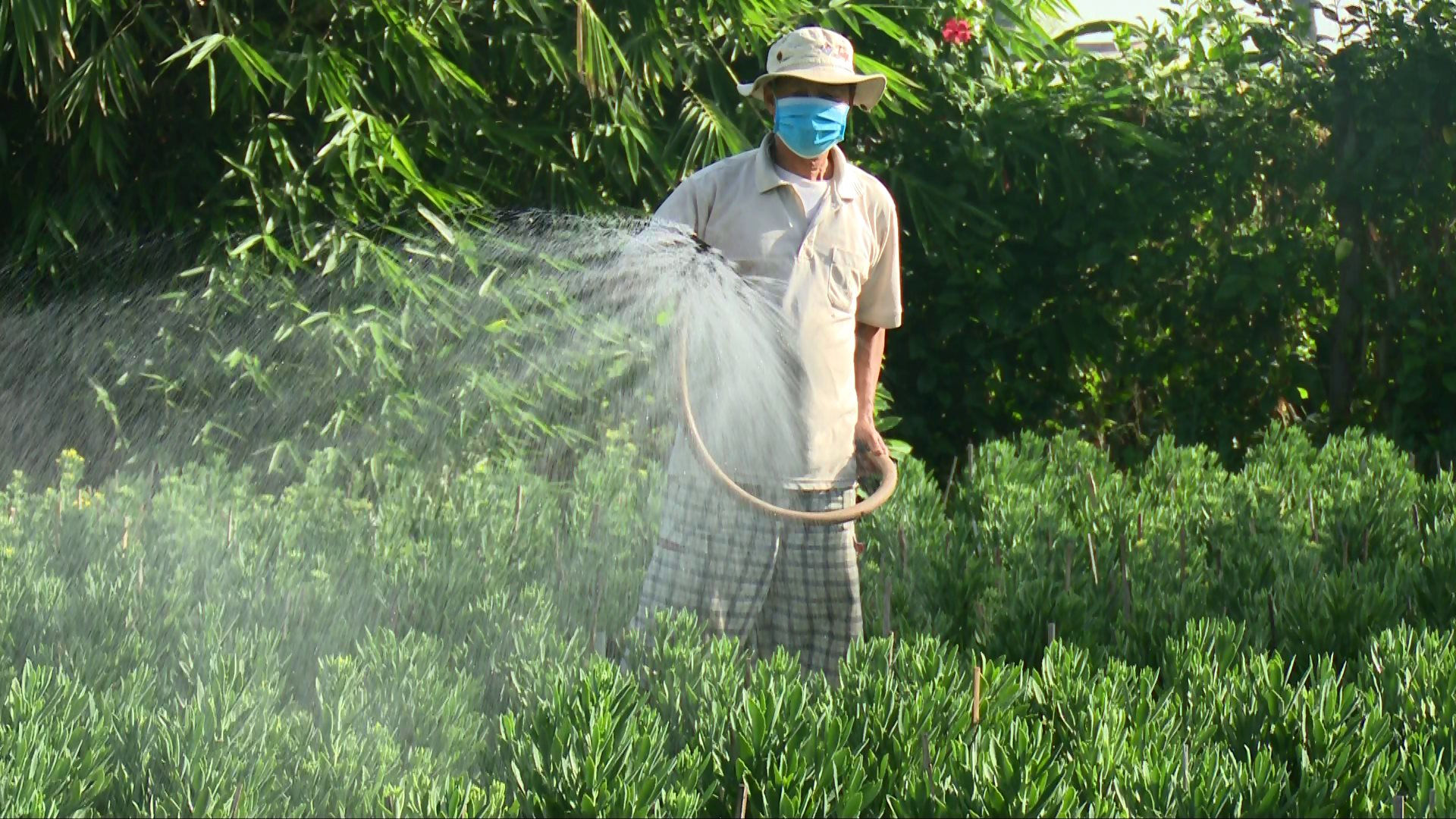 Cây hoa trường sanh là cây gì mà nông dân vùng đất này ở tỉnh Bình Thuận năm nào cũng tất bật trồng bán tết? - Ảnh 1.