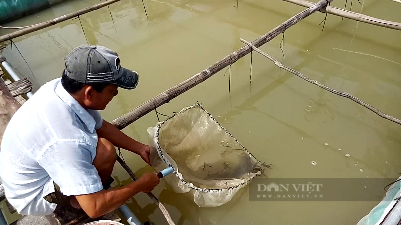 Tiền Giang: Ương “thần dược của quý ông”, ông nông dân “Thủ phủ trái cây” ăn nên làm ra - Ảnh 1.