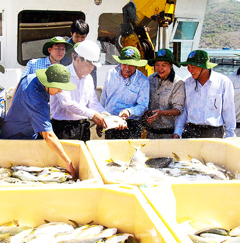 Đi tàu ra vịnh Vân Phong ở Khánh Hòa xem trang trại nuôi cá vây vàng lớn nhất cả nước - Ảnh 10.