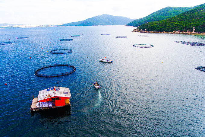 Đi tàu ra vịnh Vân Phong ở Khánh Hòa xem trang trại nuôi cá vây vàng lớn nhất cả nước - Ảnh 3.