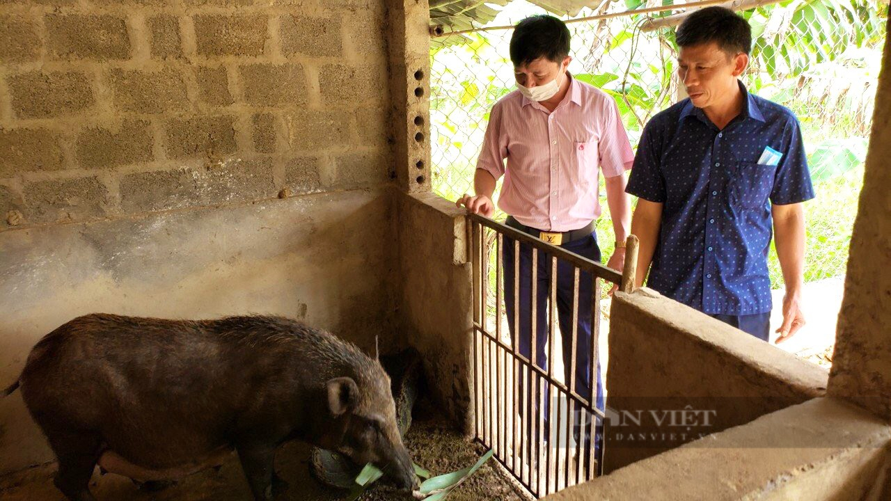 Nông dân dân tộc Bru - Vân Kiều thoát nghèo nhờ vay vốn nuôi lợn rừng - Ảnh 4.