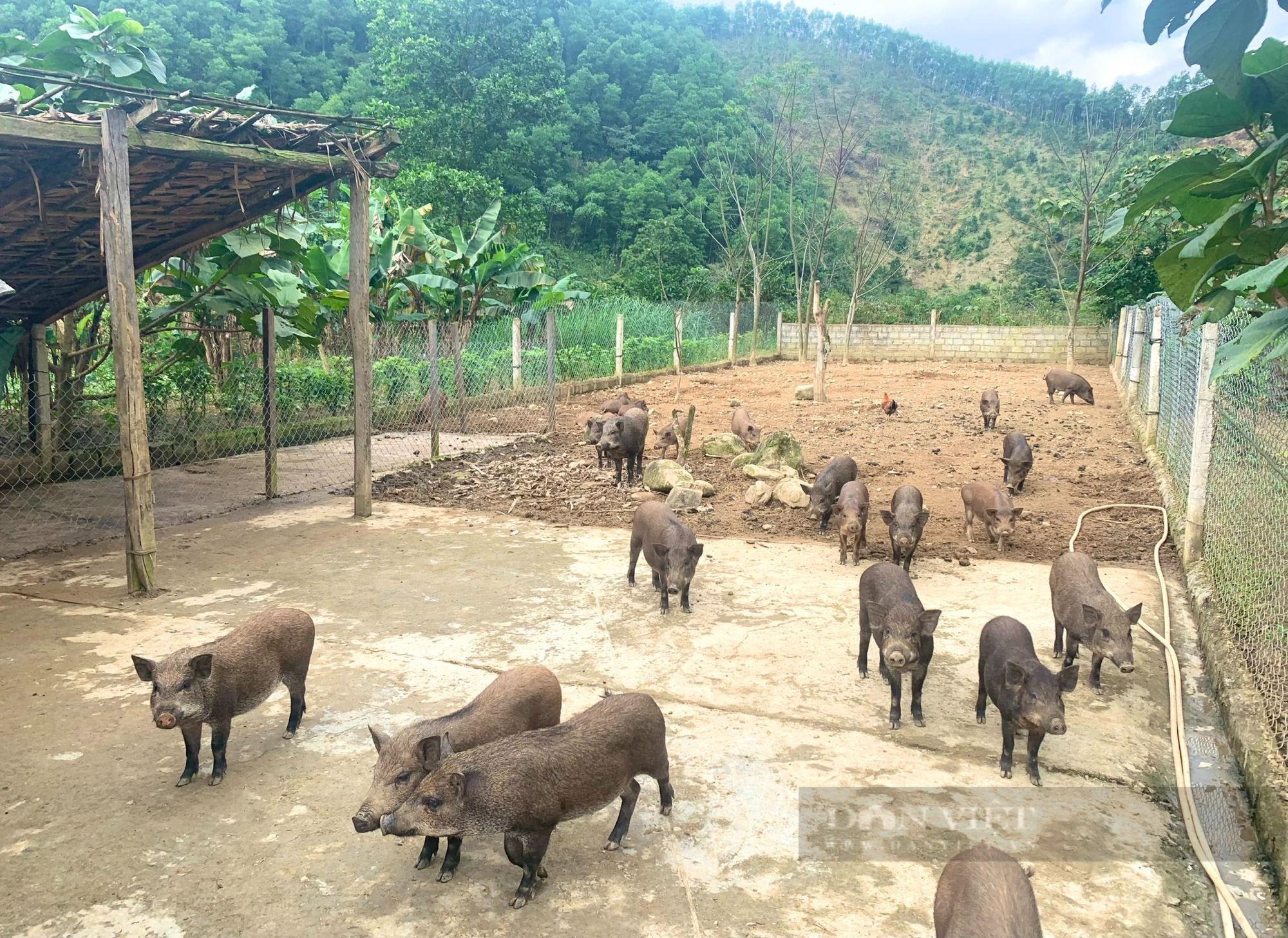 Nông dân dân tộc Bru - Vân Kiều thoát nghèo nhờ vay vốn nuôi lợn rừng - Ảnh 3.