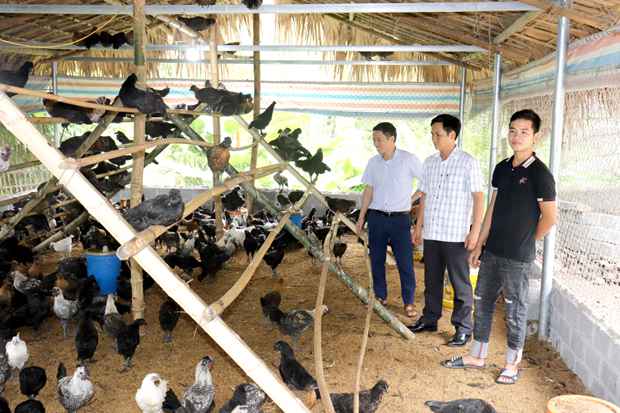 Bắc giàn nuôi thứ gà đặc sản, anh nông dân Hà Giang bán 120.000 đồng/kg - Ảnh 1.
