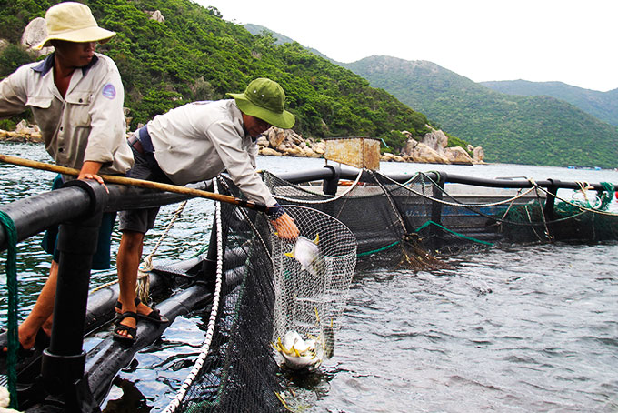 Đi tàu ra vịnh Vân Phong ở Khánh Hòa xem trang trại nuôi cá vây vàng lớn nhất cả nước - Ảnh 5.