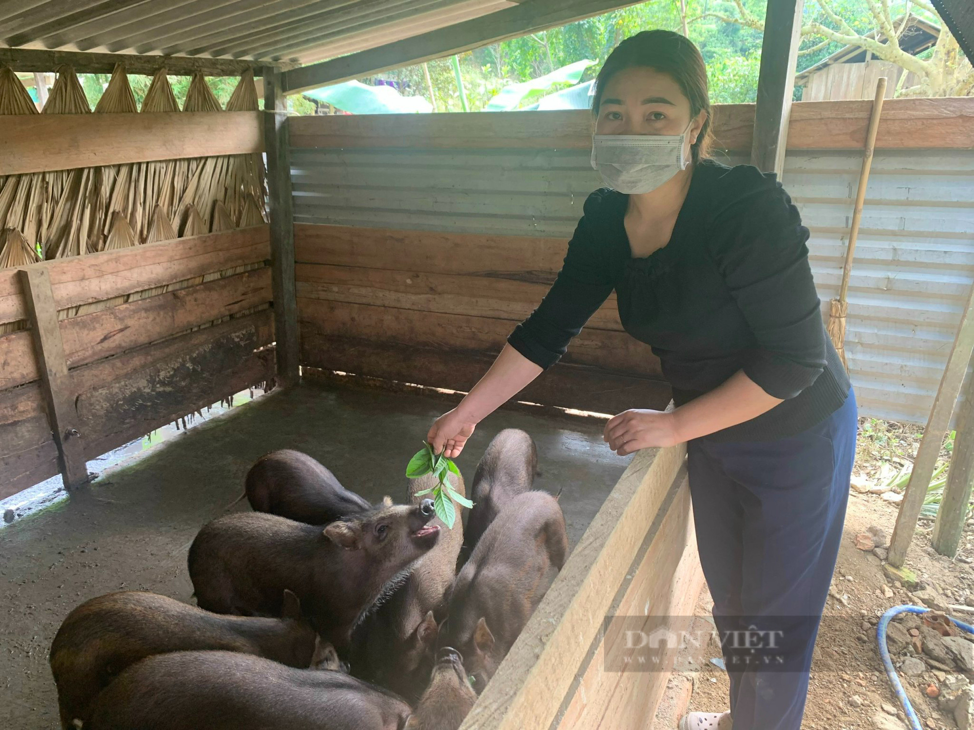 Nông dân dân tộc Bru - Vân Kiều thoát nghèo nhờ vay vốn nuôi lợn rừng - Ảnh 2.
