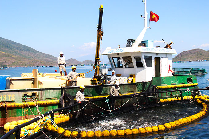 Đi tàu ra vịnh Vân Phong ở Khánh Hòa xem trang trại nuôi cá vây vàng lớn nhất cả nước - Ảnh 8.