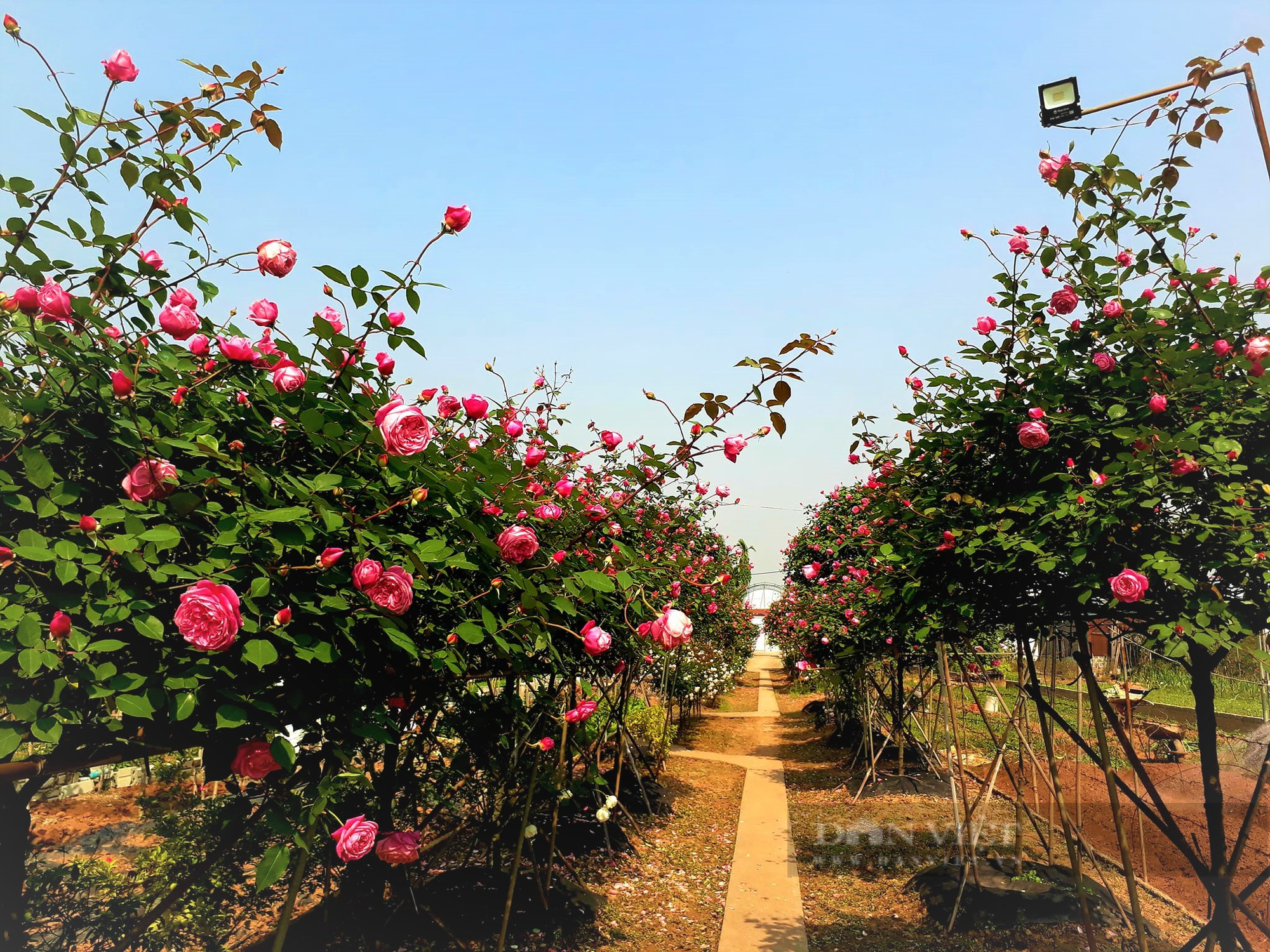 Trồng hoa hồng cổ, mỗi năm anh nông dân quê Hà Nam &quot;đút túi&quot; nửa tỷ đồng - Ảnh 3.
