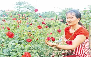 Trồng hoa hồng thành một vườn, vô số giống hoa hồng lạ vạn người mê của nông dân Bắc Giang