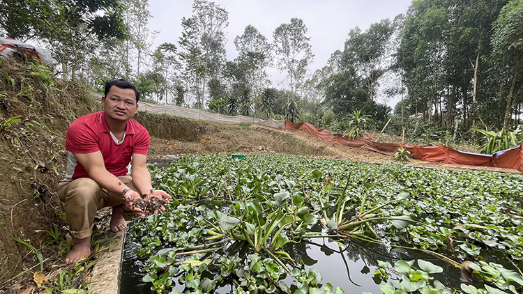 Một nông dân Tuyên Quang nuôi cua đồng trong ao, trong bể xi măng, nhiều người đến xem - Ảnh 2.